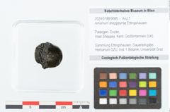 Foto (Objekt + Etikett) von Salisburia eocenica Ettingshausen (NHMW-GEO-2024-0188-8985)